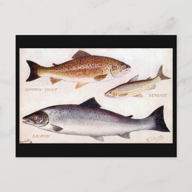 Old Postcard - Trout, Vendace and Salmon (Front)