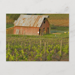 Old red barn at the edge of Zinfandel vineyard Postcard