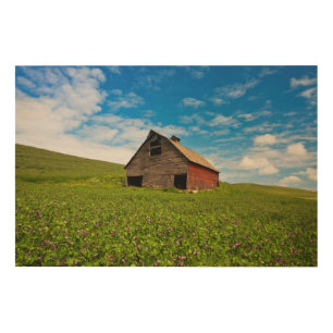 Old, red barn in field of chickpeas wood wall decor