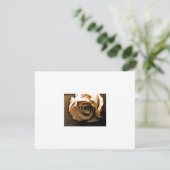 Old Rose (Standing Front)