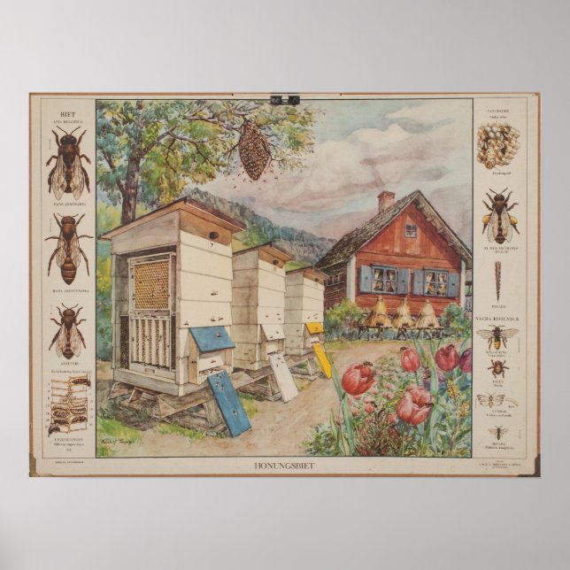 Old Swedish school wall chart - Bees (Front)