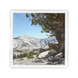 Old Tree at Yosemite National Park Acrylic Tray