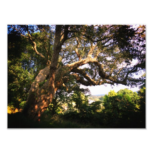 Old Tree Kodak Professional Photo Paper (Satin) Print (Front)