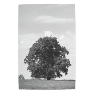 Old tree metal print