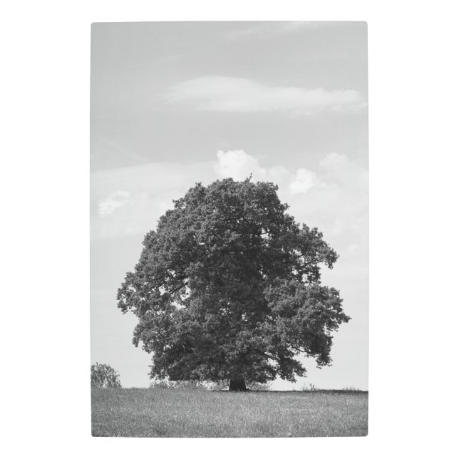 Old tree metal print (Front)