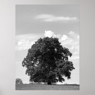 Old tree poster