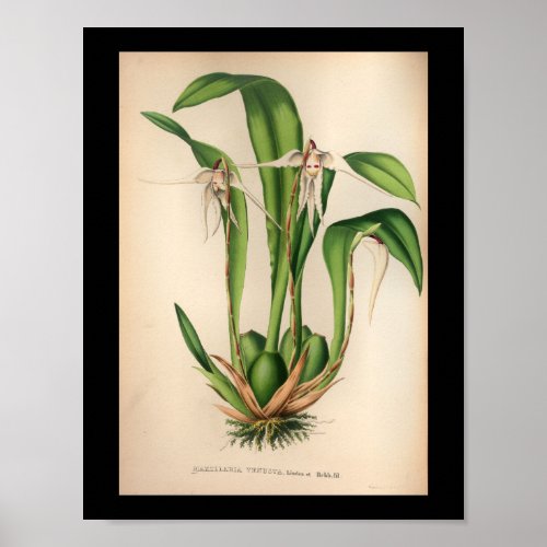 Old Vintage Orchid Flower Print White