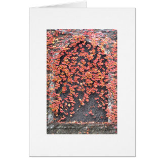 Old Window with Red Ivy Cards