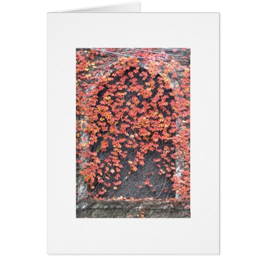 Old Window with Red Ivy Cards (Front)
