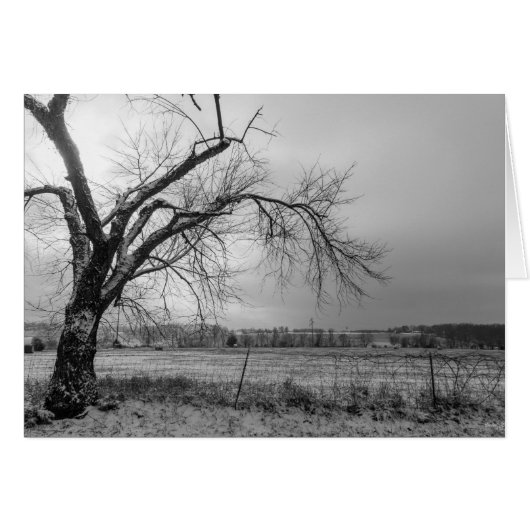Old Winter Tree Grayscale Cards (Front Horizontal)
