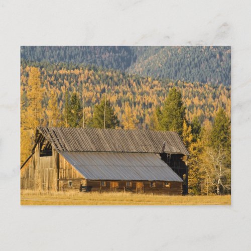 Old wooden barn with autumn tamaracks near postcard