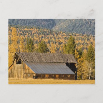 Old Wooden Barn With Autumn Tamaracks Near Postcard by americathebeautiful_ at Zazzle