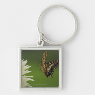 Old World Swallowtail Flying Keychain