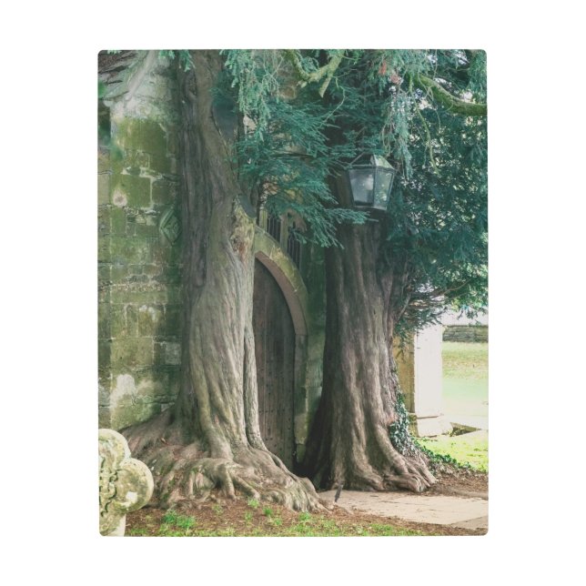 Old Yew Trees Metal Print (Front)