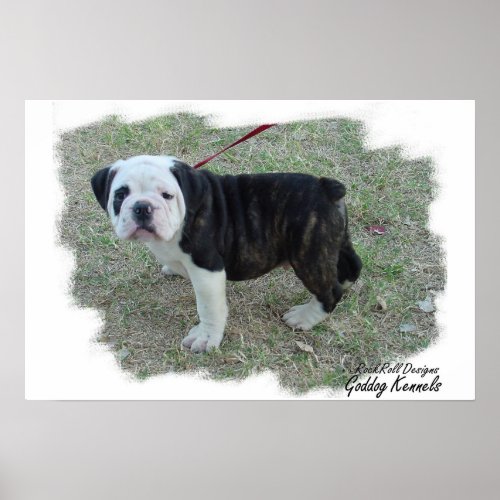 Olde English Bulldogge Puppy Poster