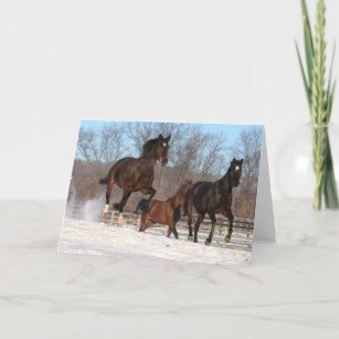 Oldenburg and Hanoverian Mares In Snow Card