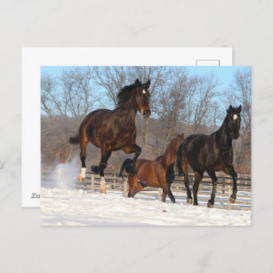 Oldenburg and Hanoverian Mares In Snow Postcard