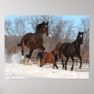 Oldenburg and Hanoverian Mares In Snow Poster