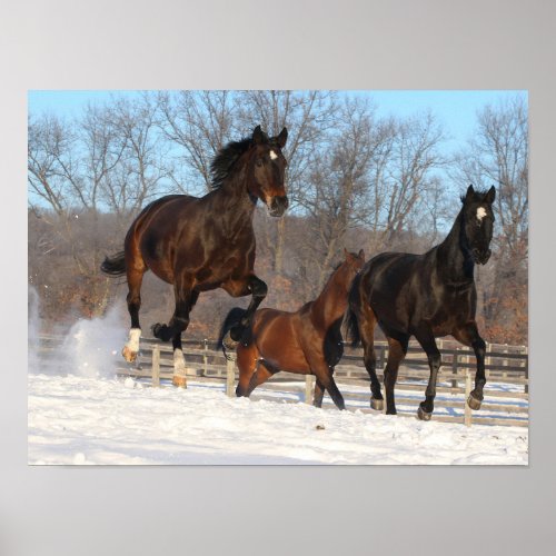 Oldenburg and Hanoverian Mares In Snow Poster