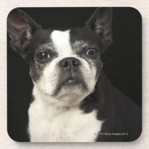 Older Bosten Terrier on black background Drink Coaster