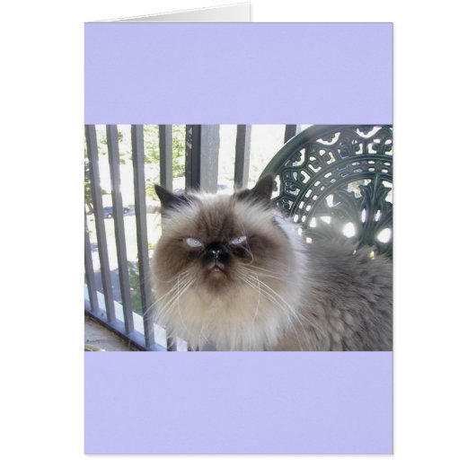 Ole' Blue Eyes Cards (Front)