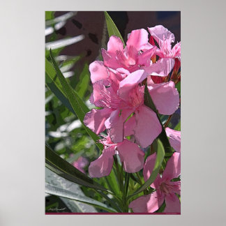Oleander Art Poster -24x36 -other sizes available