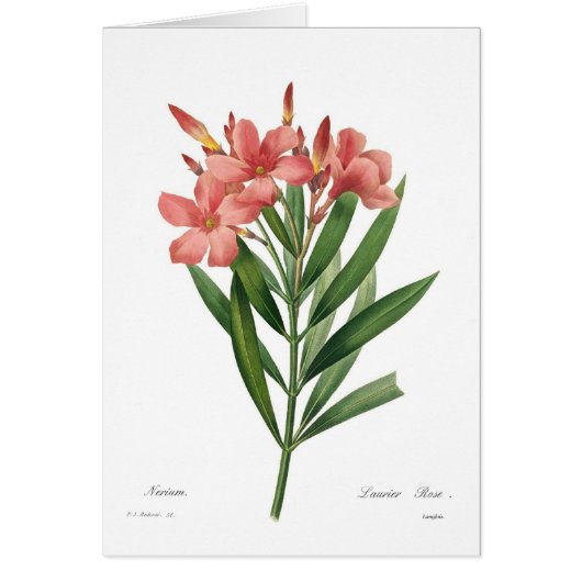 Oleander Cards (Front)