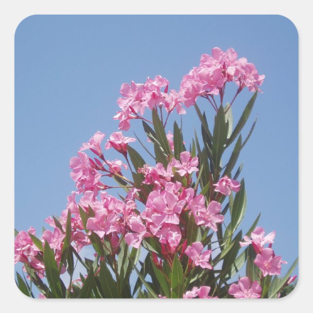 Oleander Flower Stickers (Front)
