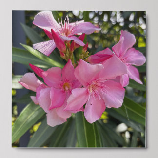 Oleander Peel And Stick Photo Tile
