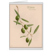 Olive Branch (Front)