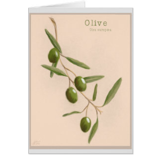 Olive Branch Cards