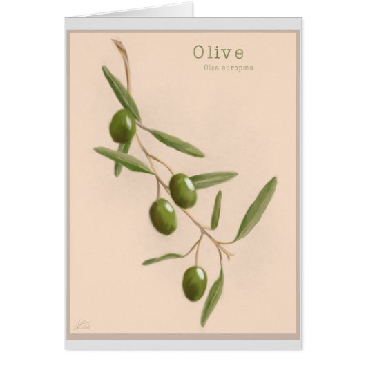 Olive Branch Cards (Front)