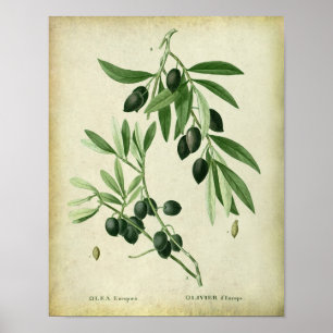 Olive Branch no. 11 Farmhouse Wall Decor