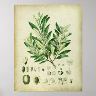 Olive Branch Art & Wall Décor | Zazzle