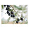Olive branch