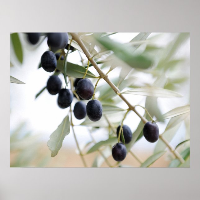 Olive branch poster (Front)