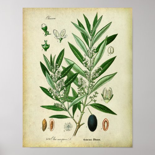 Olive Branches no 2 Botanical Illustration Poster