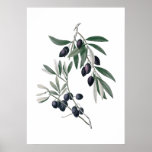 Olive Branches Poster at Zazzle