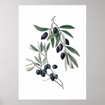 Olive Branches Poster by botanical_prints at Zazzle
