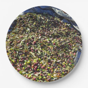 Olive collection paper plates