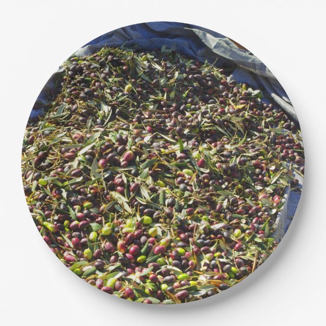 Olive collection paper plates (Front)