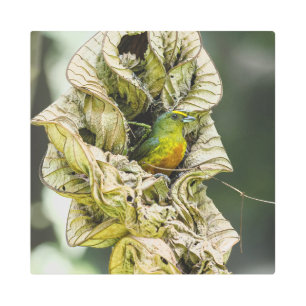 Olive Euphonia, Colourful Belizean Bird Metal Print