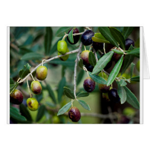 Olive Fruit Growing on the Tree Cards