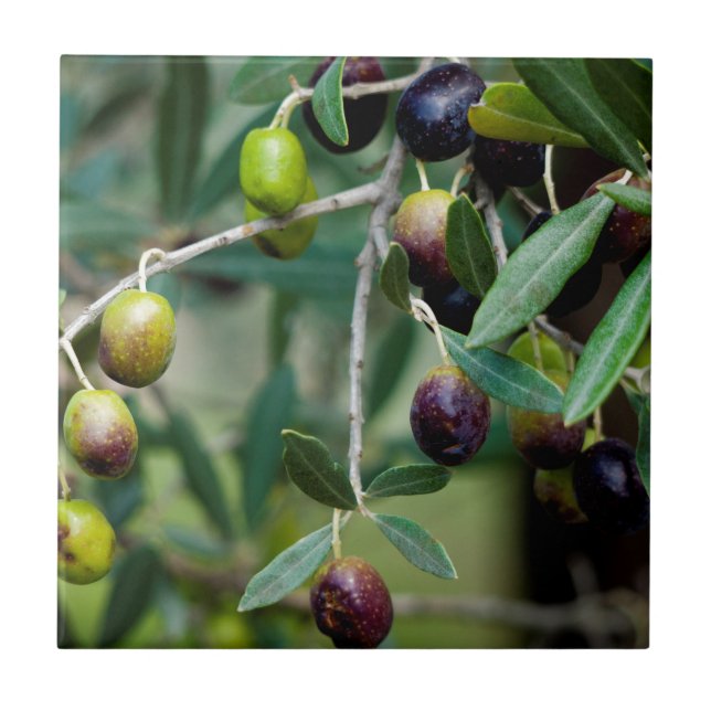 Olive Fruit Growing on the Tree Ceramic Tile (Front)