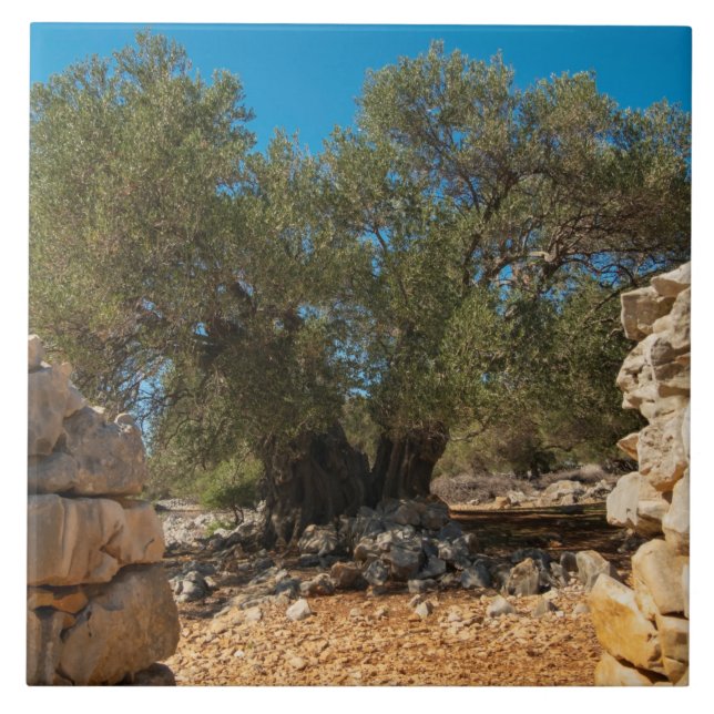 Olive Gardens of Lun Ceramic Tile (Front)