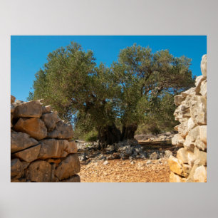 Olive Gardens of Lun Poster