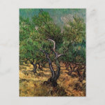 Olive Grove by Vincent van Gogh Postcard<br><div class="desc">Olive Grove by Vincent van Gogh is a vintage fine art post impressionism landscape nature painting. An orchard of fruit trees on a farm during the summer. It is one of over a dozen landscapes of olive trees that van Gogh painted while living in the south of France. About the...</div>