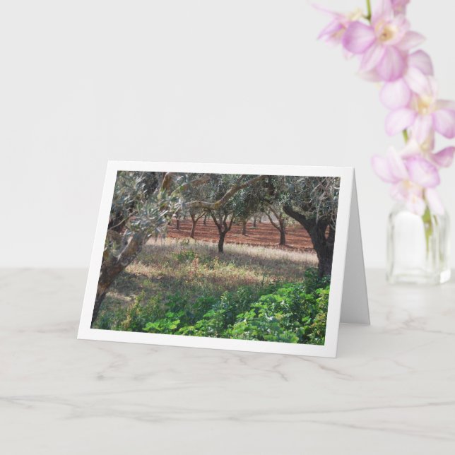 Olive Grove in Valencia, Spain Card (Orchid)