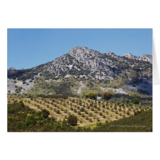 Olive Groves Cards (Front Horizontal)