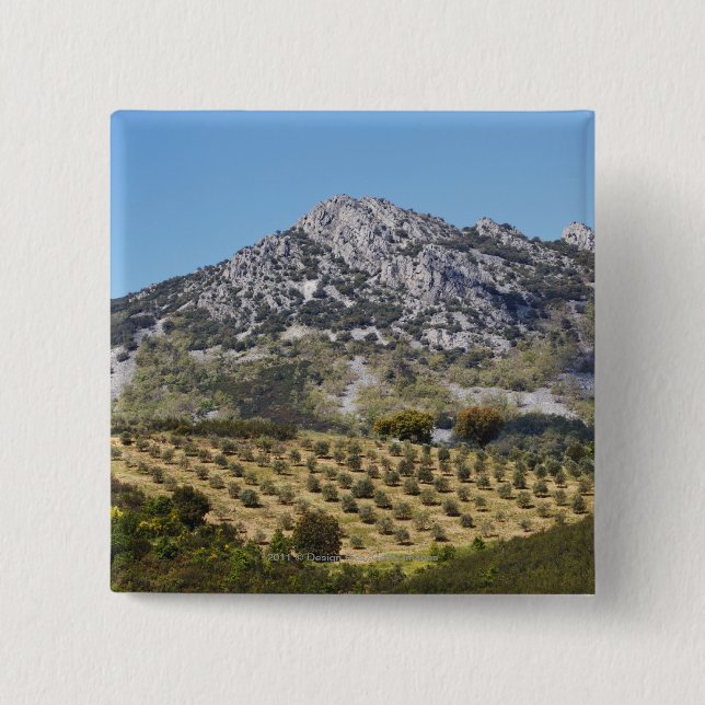 Olive Groves Pinback Button (Front)